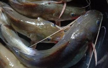Rahasia Budidaya Ikan Baung, Cocok untuk Pemula