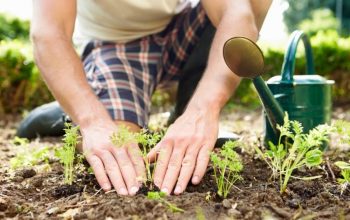 Berkebun: Pekerjaan yang Menguntungkan untuk Hidup yang Hijau dan Sehat