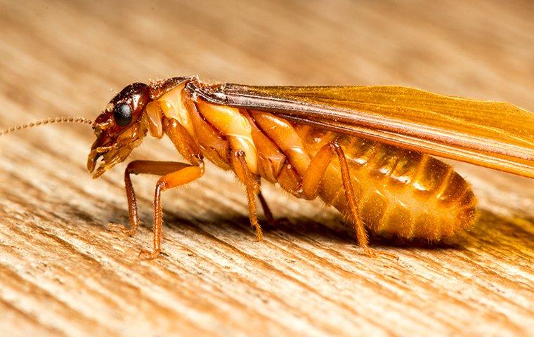 Little-Known Ways To Spot Termite Activity On Your Las Vegas Property ...